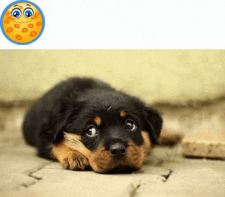 Heatmap of kisses on a cute puppy left by many visitors with our like and dislike generating feedback tool