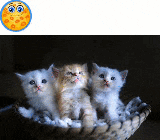 Kiss on a kitten appears at the correct location with our insightful feedback tool despite size change